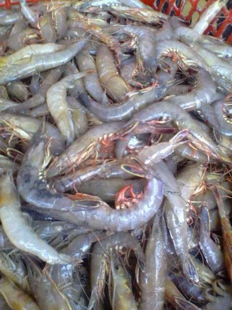 Dijual pada harga RM8.00 ke RM14 sekilo