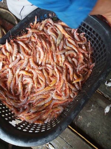 Dijual pada harg 2 ke 5 kg RM10.00