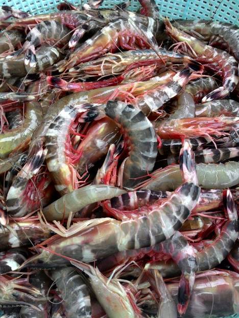 Dijual pada hrga RM6 ke RM15 sekilo